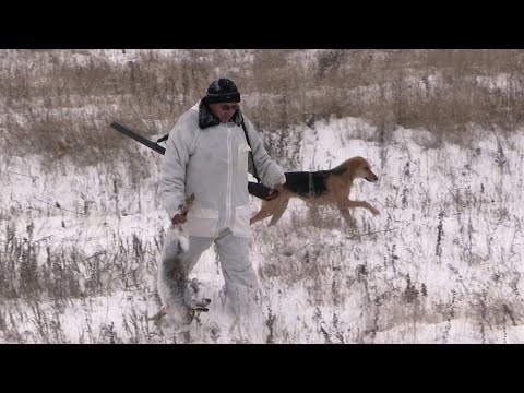 Охота на зайцев и лисиц с гончей собакой