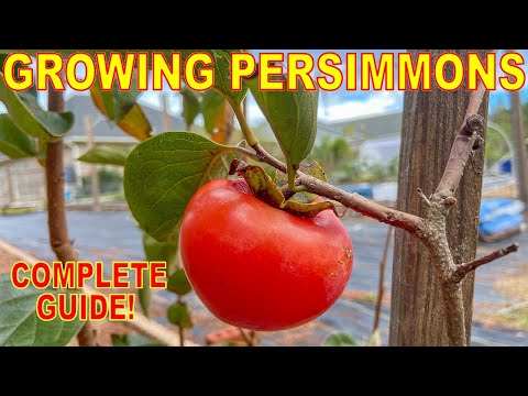 The BEST GUIDE To GROWING PERSIMMON TREES On The Internet!