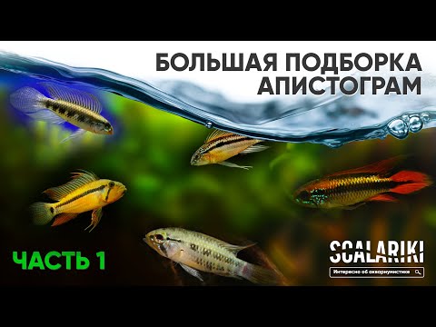 Апистограммы - Самые красивые аквариумные рыбки. Содержание. Виды. Биотопы