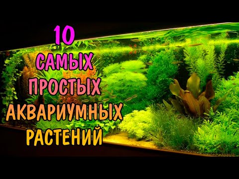 10 EASIEST AQUARIUM PLANTS FOR BEGINNERS