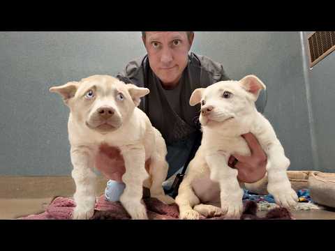 Watch the moment I figure out why they can't walk 🥺 (and how we're going to fix it!)