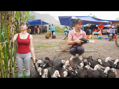 CEO Girl Harvests Many Geese To Sell After 4 Months of Raising - Buy Ducklings, Harvest Sugarcane