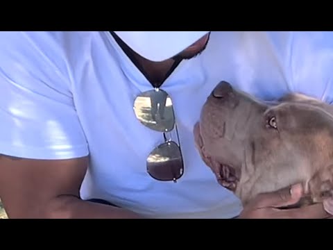 Dumped dog is SO HAPPY when couple takes him home