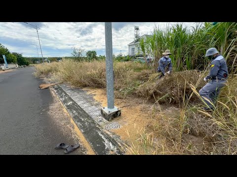 It took two days to clear the road with long, beautiful sidewalks on both sides, covered with weeds