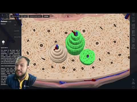 Строение Кости. Анатомия человека. Вступление