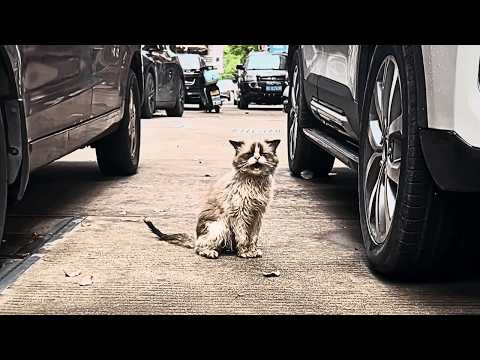 "Come home with me, little one" I couldn't bear to see this sweet angel wandering the streets