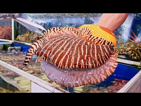 Huge 3KG Sea Snail!Red Cornetfish Cooking, India Volute cutting Skills/ 驚人的!馬鞭魚料理, 巨大木瓜螺切割技巧-Seafood