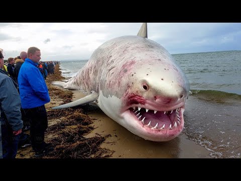 What Unsalted Water Does to Sharks Shocked Everyone