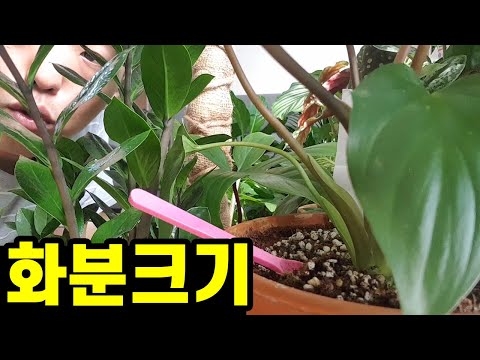 If you don't know the size of the pot, all your plants will die.