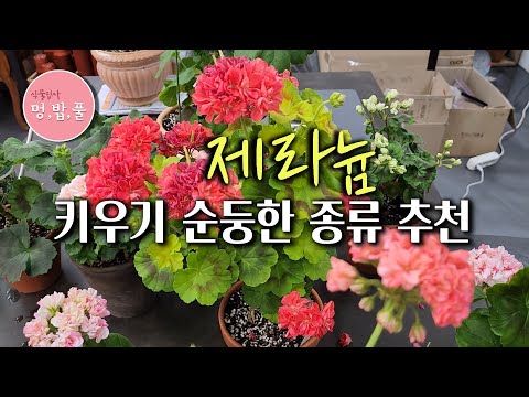 제라늄,키우기쉬운 제라늄 #제품구입은 아래 '더보기'에 있어요