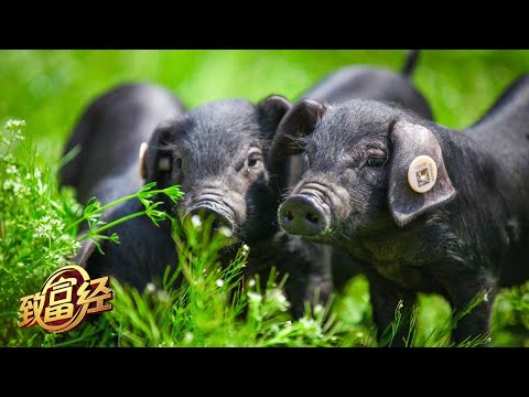 他走进大山养殖黑猪，奇招频出，全年销售额竟高达800多万元！|「致富经」20221005