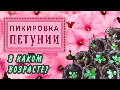 ПИКИРОВКА Петунии. В каком возрасте?!​