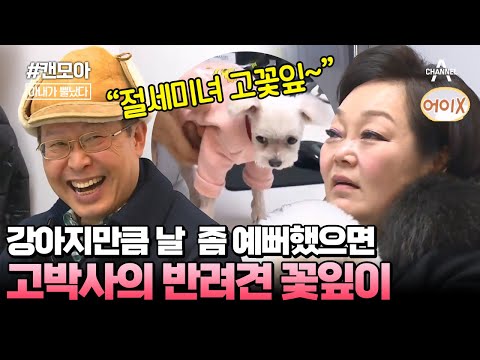 [#캔모아] 이혜정 질투하게 만드는 남편의 강아지 사랑💓 꽃잎이를 위해서 직접 집까지 만들었다? #아내가뿔났다