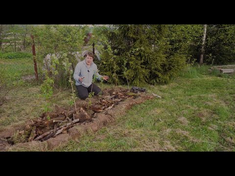 🍓Пересадите малину так и вы удивитесь результату! Умный малинник.