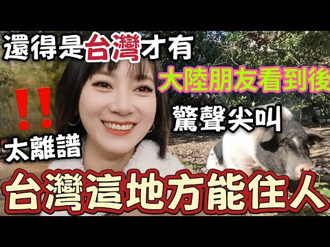 台灣這地方能住人?拜託…外國人愛瘋了好嗎:你會終生難忘的 ~ 大陸朋友看到竟然尖叫:這到底是什麼地方啦?你們住在動物園嗎?關西民宿 動物主題【圓臉麥麥】