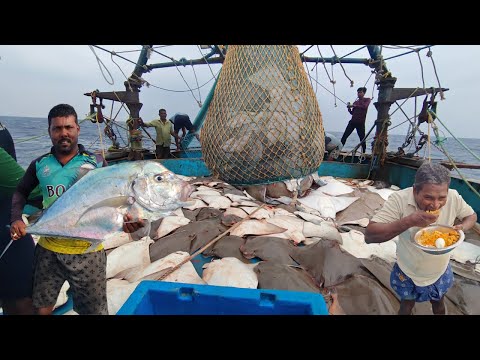 💢 Amazing🤩 Biggest Lottery In Lot Of Stingray Fishes Caught In Trawl Net💯