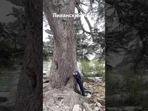 🇹🇷Ливанский КЕДР