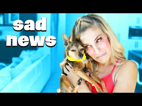 Our Dog Had Emergency Surgery