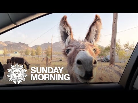 Secrets and marvels of nature