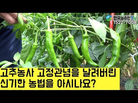 [한국농수산TV] 고추농사의 고정관념을 날려버린 신기한 고추농법을 아시나요?
