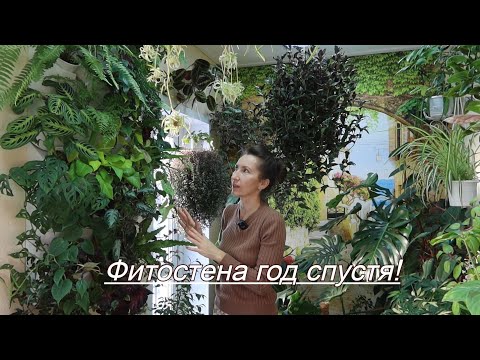 Фитостена год спустя: мой опыт, уход, растения!