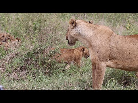 Injured lioness returns home to her 9 cubs