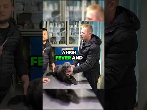 Abandoned Dog Without Hope Got New Life #dog #puppy #abandoned