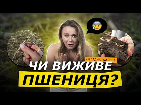 DIFFICULT WINTER CROP SOWING😱 THIS YEAR'S MESS WITH WHEAT AND RAPESEED!