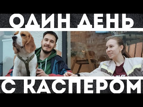 9. (не) Сойти с ума с биглем | день с Касом | KURSKAYA