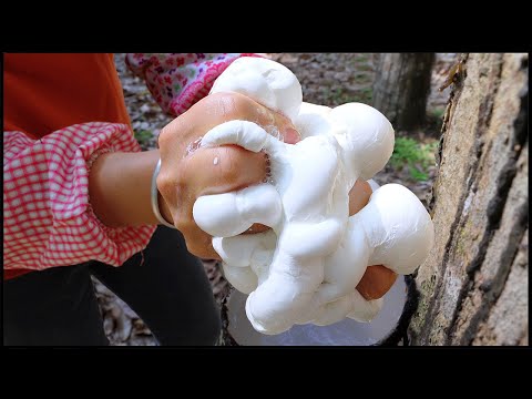 Satisfying Natural Rubber Production Process ! Asia's Largest Rubber Farm !