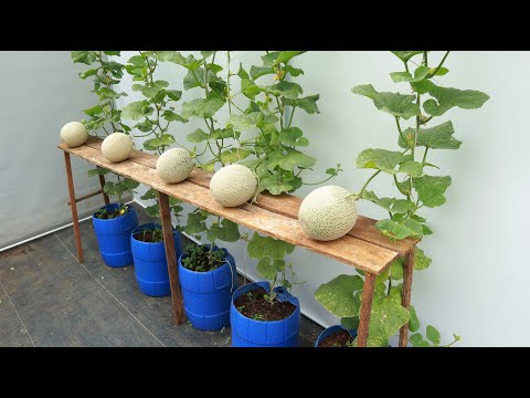 Easy method to grow cantaloupes at home with big, sweet fruits