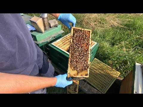 Warum imkert keiner auf Flachzarge?