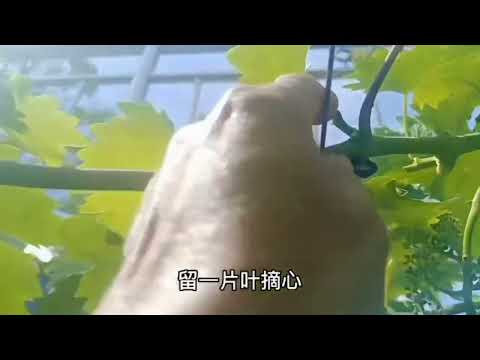 早熟葡萄10月采摘，6年庭院葡萄年产200斤，老农经验大总结#乡村生活 #农村生活
