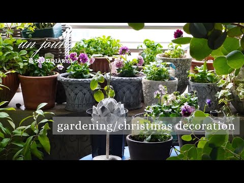 Decorate your balcony garden with pansies and violas | Christmas decoration ideas | How to make e...