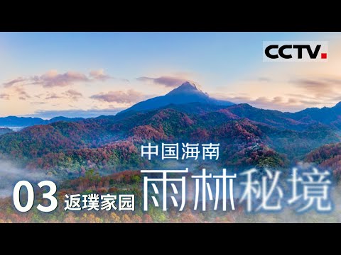 《中国海南 雨林秘境》深度了解黎族 苗族人民与雨林的和谐共生之道 书写万物有灵之美 共奏生命奇迹之歌！EP03【CCTV纪录】