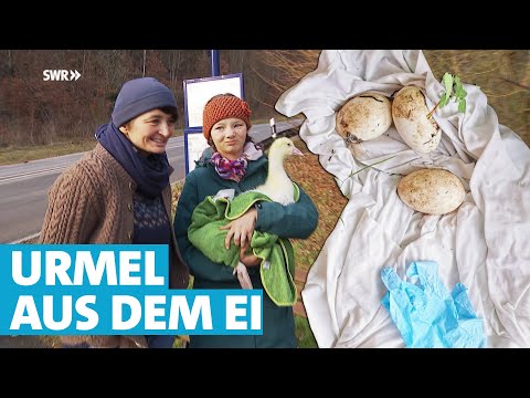 Ungewöhnlicher Fund: Mutter und Tochter retten Gänseeier und erleben eine Überraschung!