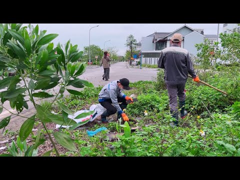 This is why grass covers the sidewalk and pedestrians walk in the middle of the road