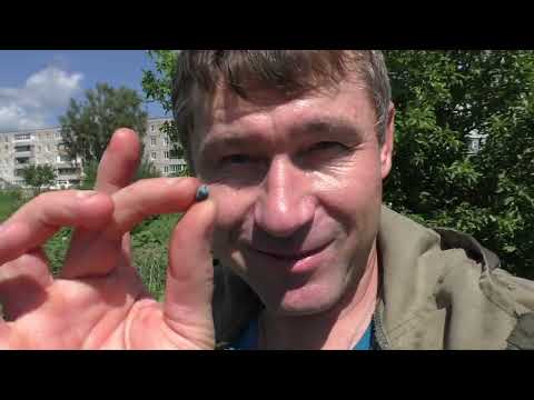 ОБЗОР НАШЕГО ОГОРОДА И ПЕРВЫЙ УРОЖАЙ! Чего только у нас не растёт!!!