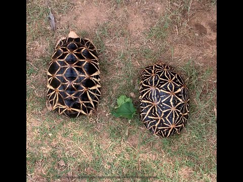 Herptile Intros Episode 8: The Rebounding Burmese Star Tortoise