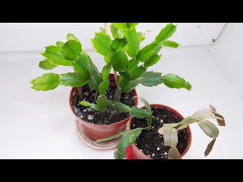 Размножение декабриста (шлюмбергеры, зигокактуса) черенками