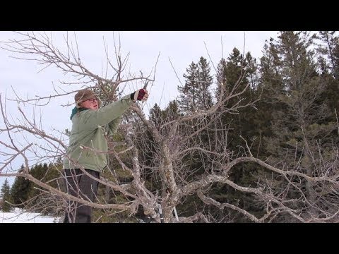 Apple Renovation - 1st Year Follow Up Pruning