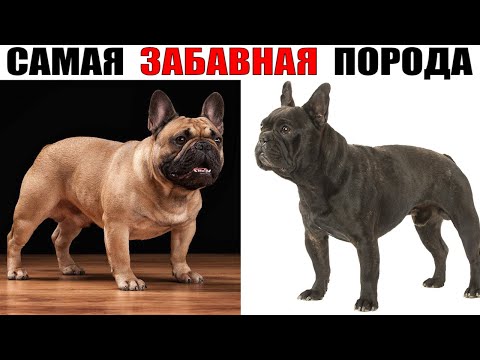 Французский Бульдог – Забавный Добряк с Бойцовскими Предками