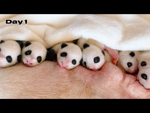 Raising 20 Newborn Panda Cubs for 20 Days.Here’s What Happened -The first 20 days of Newborn Animals