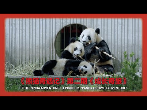《熊猫奇遇记》第二期《成长奇旅》《The Panda Adventure》 Episode 2  “Panda Growth Adventure”