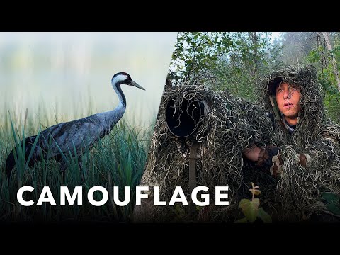 A Morning of Wildlife Photography | The Power of CAMOUFLAGE