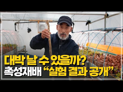 두릅 촉성재배, 수익성의 진실을 밝히다!