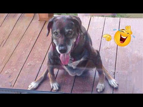 HILARIOUS DOGS Being Weird π€ͺ NEW Funniest Dogs Video 2026