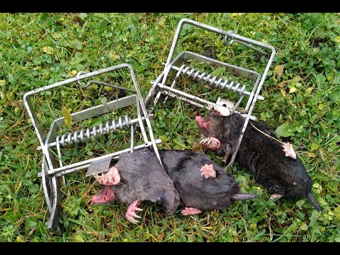 Проверенный способ отлова кротов. Кроты атакуют.