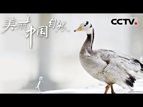 【ENG】季节变换 动物们该如何生存 他们都是自然中的“孤勇者” 《美丽中国自然》黄河之水系列【CCTV纪录】