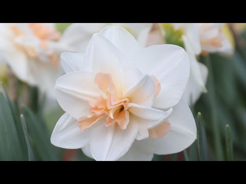 Planting daffodils in mid Dec., cutting down lisianthus, a story of a spider #daffodils #flowerfarm 